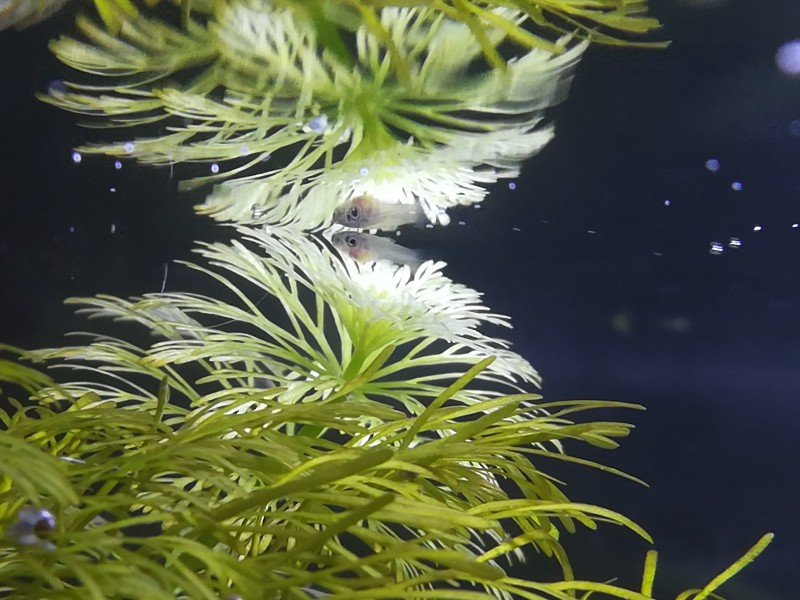 SweepingFish Guppy planted tank.jpg