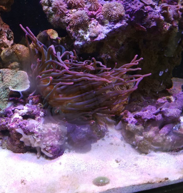 SweepingFish Reef.jpg