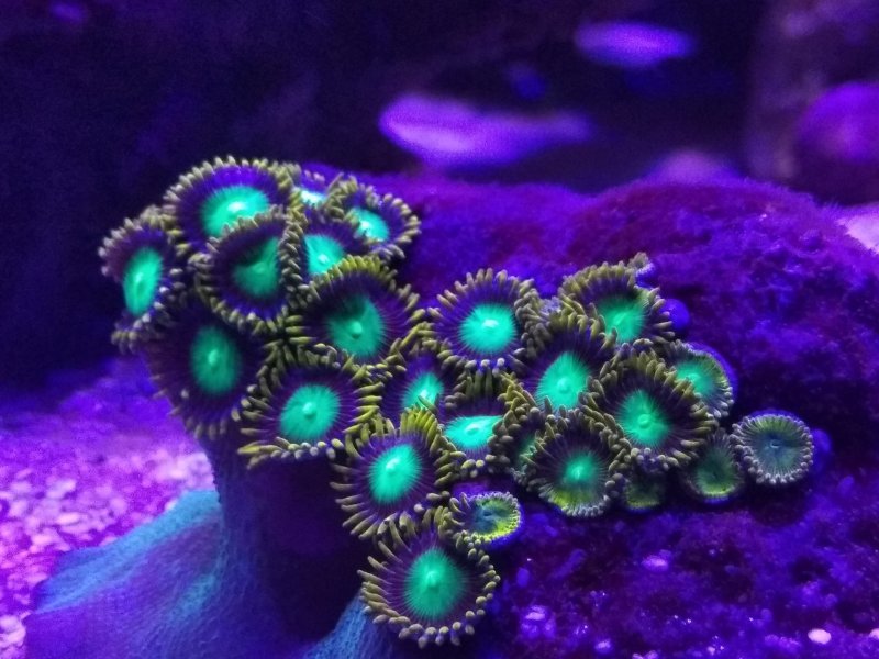 Zoas.jpg