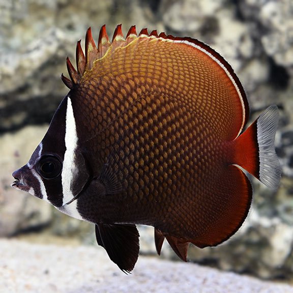 lg_80093_Pakistan_Butterflyfish.jpg