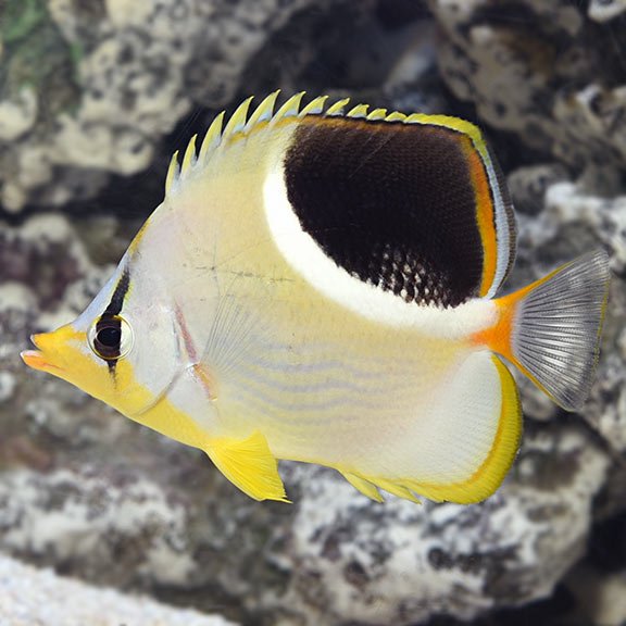 lg_68845_Saddleback_Butterflyfish.jpg