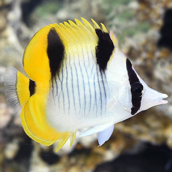 lg_68351_True_Falcula_Butterflyfish.jpg