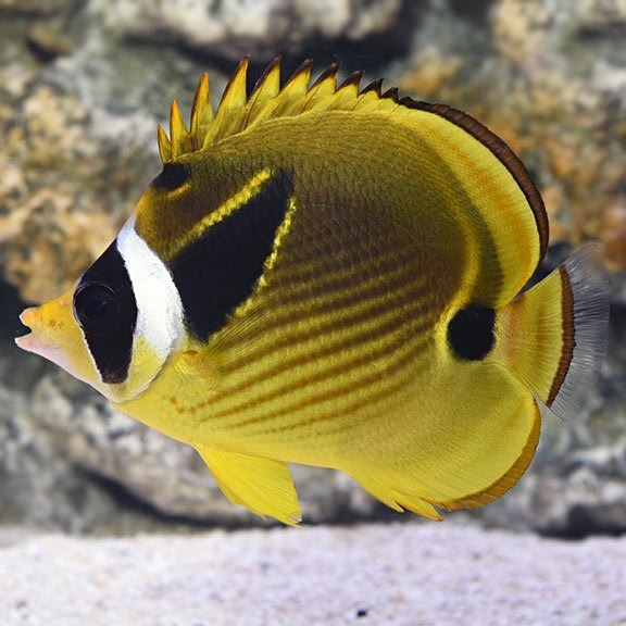 lg_80098_Raccoon_Butterflyfish.jpg