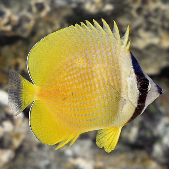 lg_37052_Orange_Butterflyfish.jpg