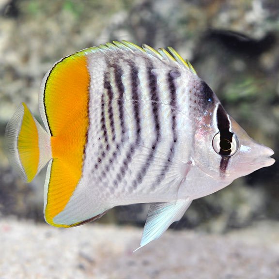 lg68663MertensiiButterflyfish.jpg