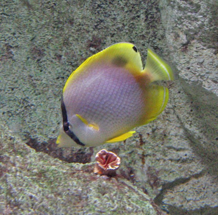 Spotfin_butterflyfish.jpg