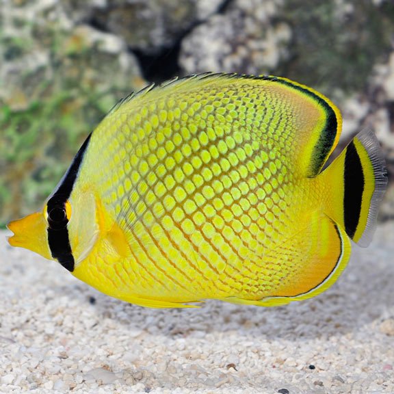 lg68806LatticedButterflyfish.jpg