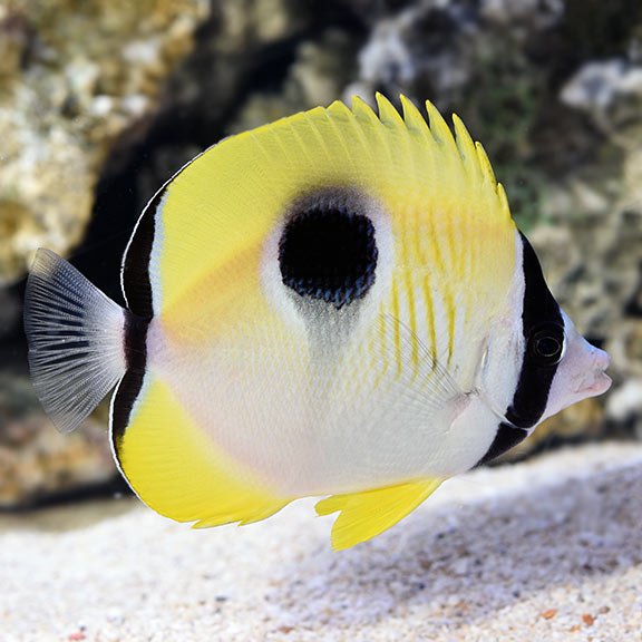 lg_68923_Tear_Drop_Butterflyfish.jpg