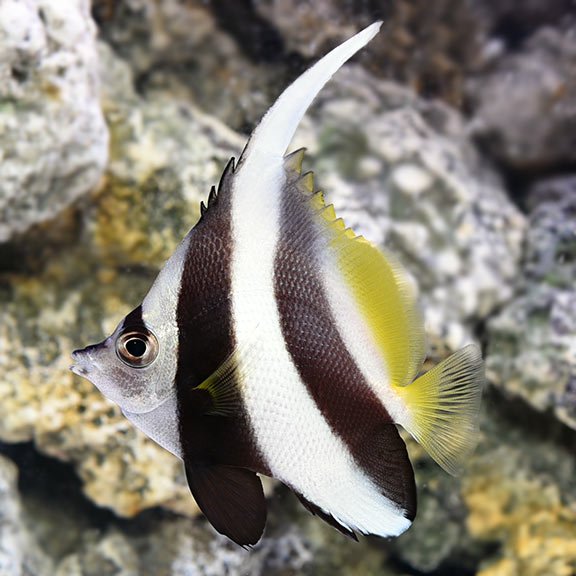 lg_80071_Heniochus_Black_White_Butterflyfish.jpg