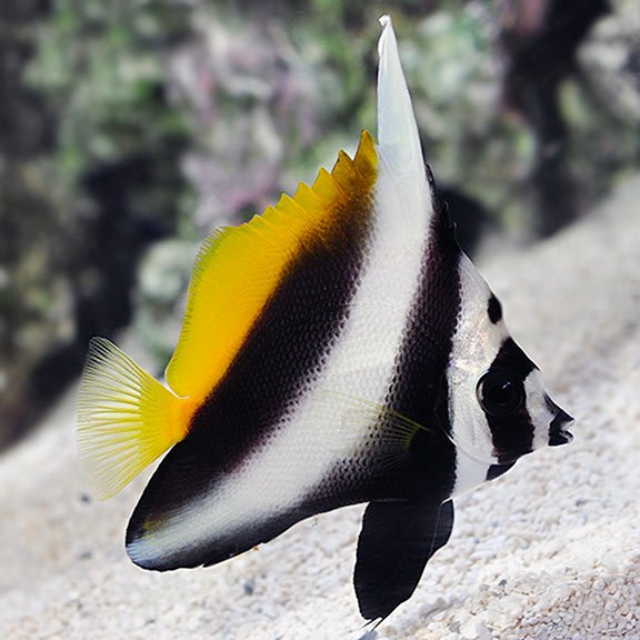 lg85383SingularBannerfish.jpg