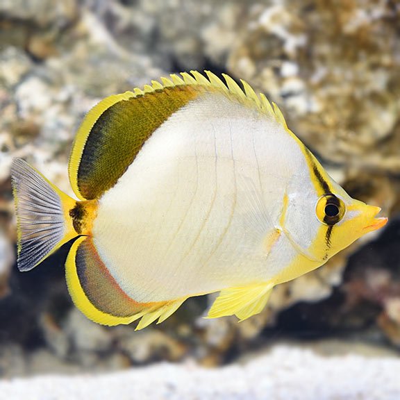 lg_110195_Yellowhead_Butterflyfish.jpg