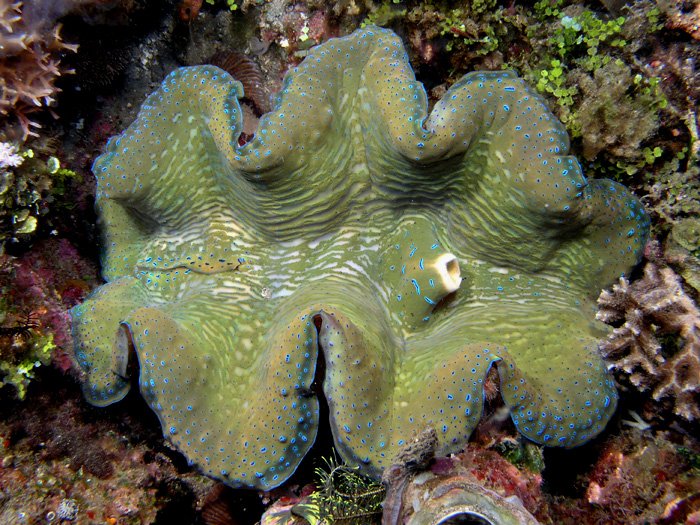 Tridacna-giant-clam.jpg