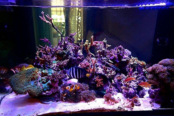 albums-hh284-golf4470-new_aquarium_151216-12617-d391c03d-5d95-4815-8109-c7f345ae89c3.jpg