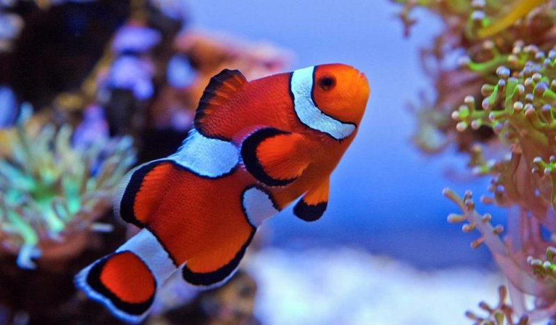 clownfish1-1068x625.jpg