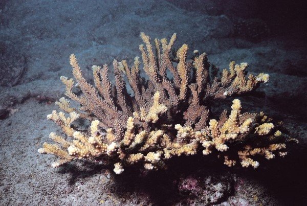 albums-qq21-voas7-pocillopora_capitata_zpswx9upt66.jpg