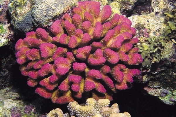 albums-qq21-voas7-pocillopora_elegans_zpsltjqjobp.jpg