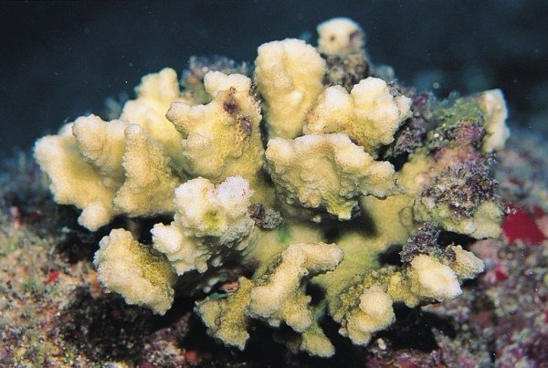 albums-qq21-voas7-pocillopora_ligulata_zps0hyzr9ze.jpg