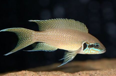 155_244_lyretail_cichlid_princess_cichlid_bg.jpg