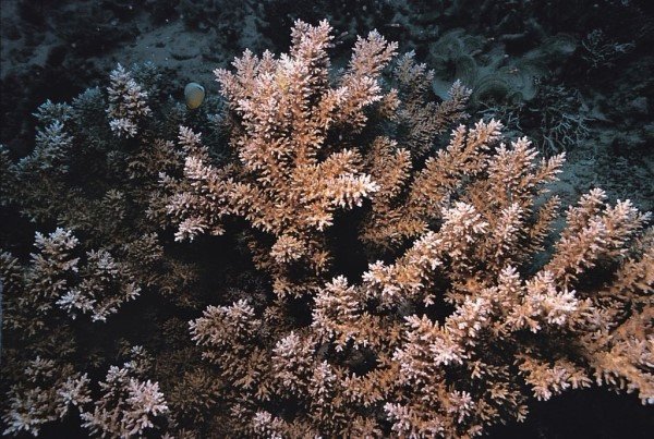 albums-qq21-voas7-acropora_carduus_zpsrddvsdtm.jpg