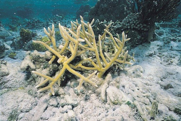 albums-qq21-voas7-acropora_cervicornis_zpsix9sm3u2.jpg