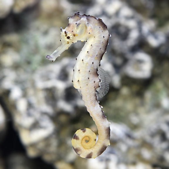 lg_110101_ORA_Unsexed_Tigertail_Seahorse.jpg