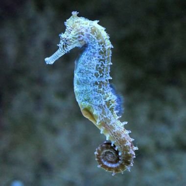 Seahorse_Kuda_-_TANK_BRED_Hippocampus_Kuda.jpg