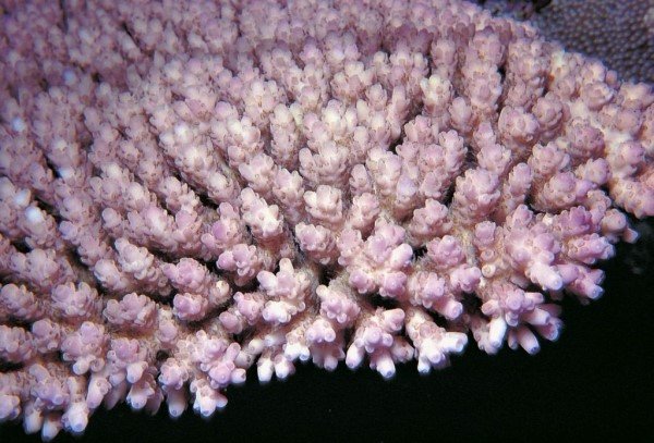 albums-qq21-voas7-acropora_akajimensis_zpsdkrrukid.jpg