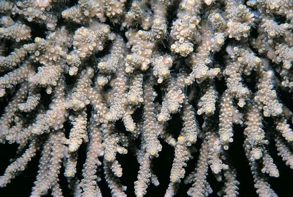 albums-qq21-voas7-acropora_convexa_zpsjatpfdoq.jpg