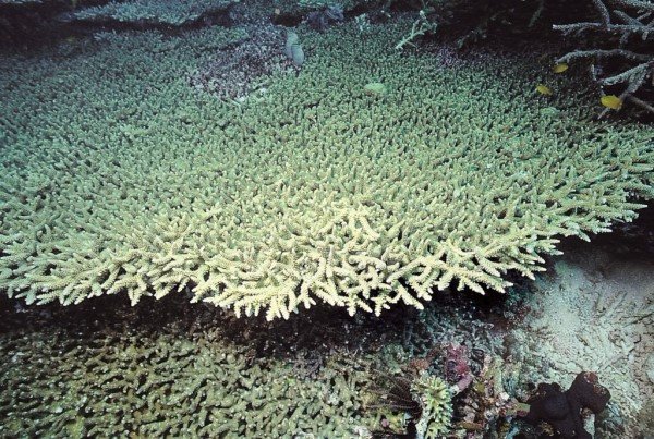 albums-qq21-voas7-acropora_donei_zpsmn49mkdk.jpg