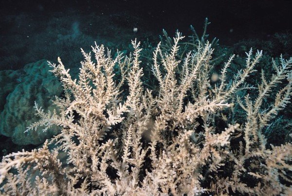 albums-qq21-voas7-acropora_fenneri_zps8fi1xvbr.jpg