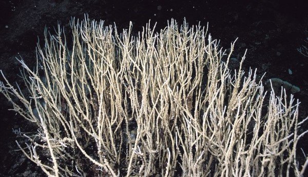 albums-qq21-voas7-acropora_filiformis_zpsbbnxufh1.jpg