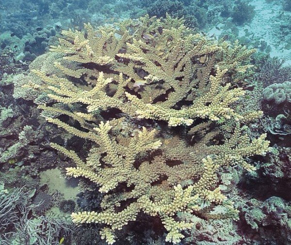 albums-qq21-voas7-acropora_florida_zpsdvf2wl8d.jpg