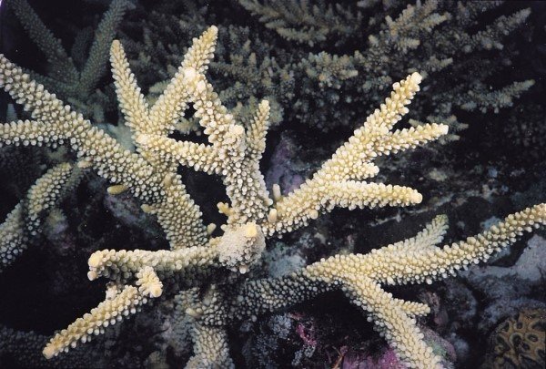 albums-qq21-voas7-acropora_formosa_zpsobuxhptw.jpg