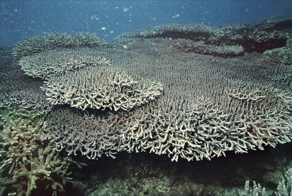 albums-qq21-voas7-acropora_indonesia_zpslupxswmk.jpg