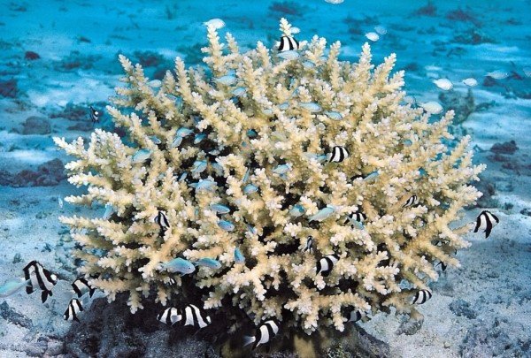 albums-qq21-voas7-acropora_inermis_zpswlru3qkx.jpg