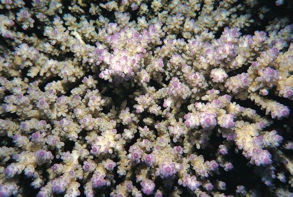 albums-qq21-voas7-acropora_kimbeensis_zpsrbik4u8w.jpg