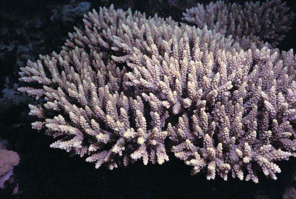 albums-qq21-voas7-acropora_latistella_zps76okkgaj.jpg