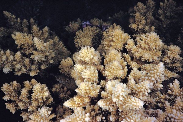 albums-qq21-voas7-acropora_listeri_zpsffamvn2u.jpg