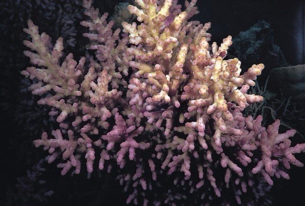 albums-qq21-voas7-acropora_longicyathus_zpsy8ofhxke.jpg