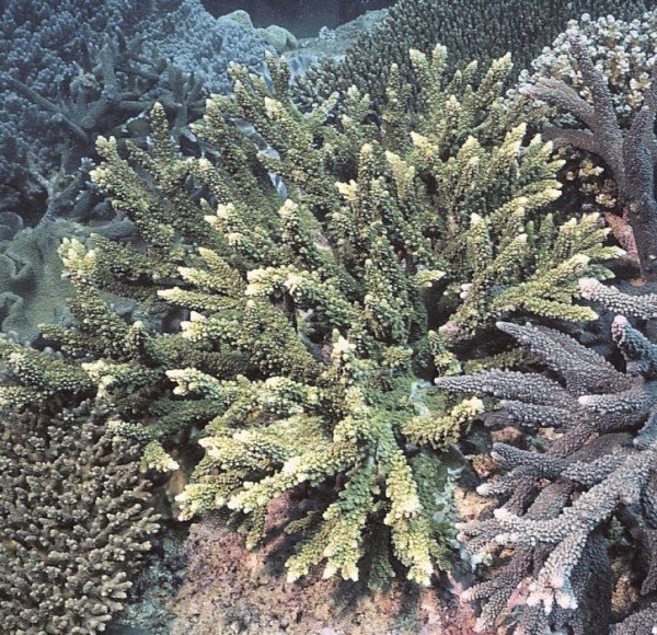 albums-qq21-voas7-acropora_lutkeni_zpsegukmlv6.jpg