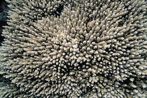 albums-qq21-voas7-acropora_massawensis_zps9l3x5m0j.jpg