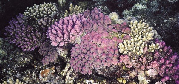 albums-qq21-voas7-acropora_monticulosa_zpsmomwc2bd.jpg