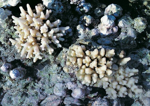 albums-qq21-voas7-acropora_multiacuta_zpsdyzc4dqz.jpg