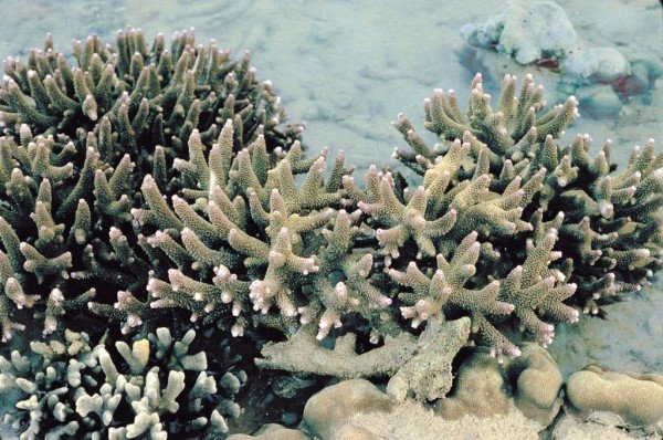 albums-qq21-voas7-acropora_papillare_zpsuzximblj.jpg