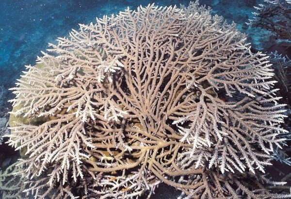 albums-qq21-voas7-acropora_plumosa_zpsnmrie2d5.jpg