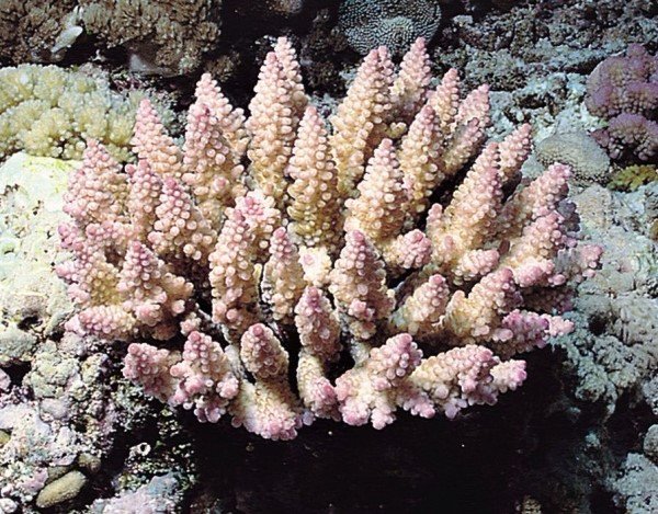 albums-qq21-voas7-acropora_polystoma_zps29vxl2vo.jpg