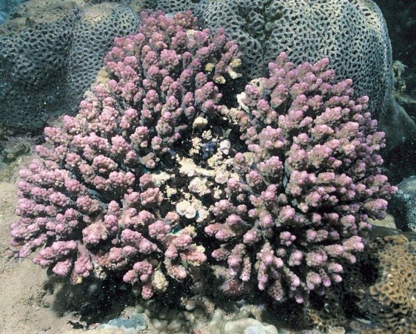 albums-qq21-voas7-acropora_scherzeriana_zpsu9echys8.jpg