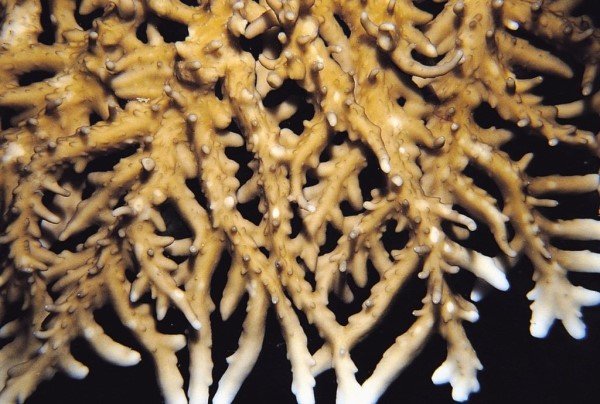 albums-qq21-voas7-acropora_simplex_zpsuufsk1pv.jpg