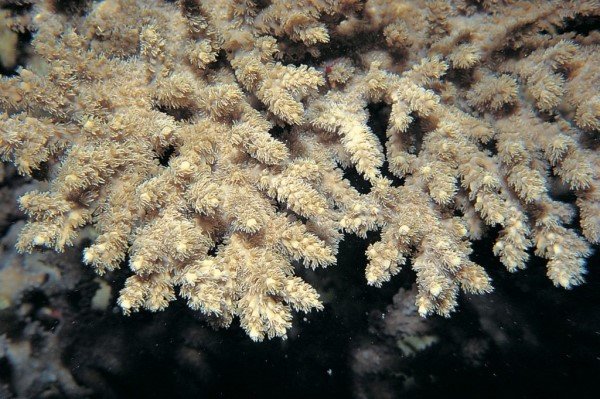 albums-qq21-voas7-acropora_solitaryensis_zpsc0dxwcyd.jpg