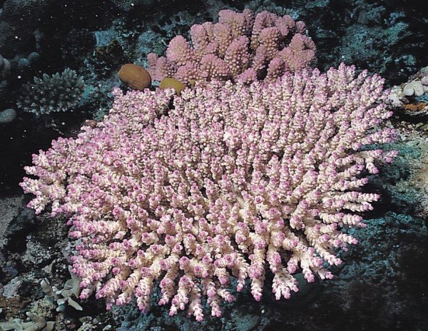 albums-qq21-voas7-acropora_subulata_zps1cwckxm7.jpg